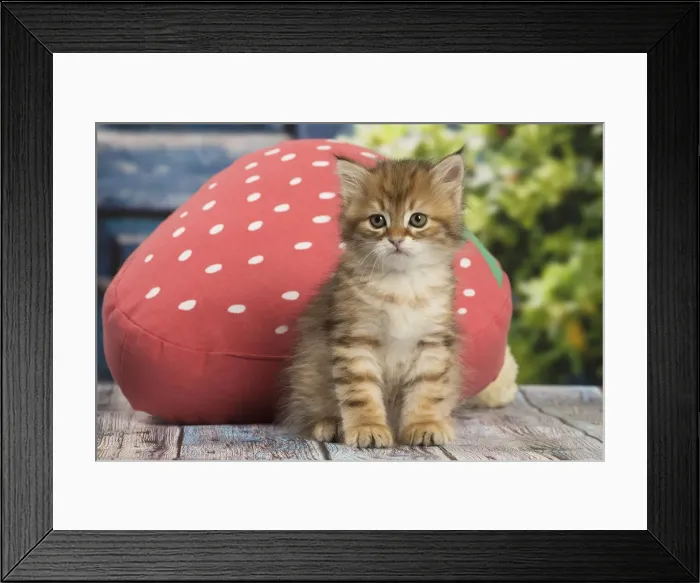 Framed Print : Picture No. 12479063 Framed Print : Picture No. 12479063