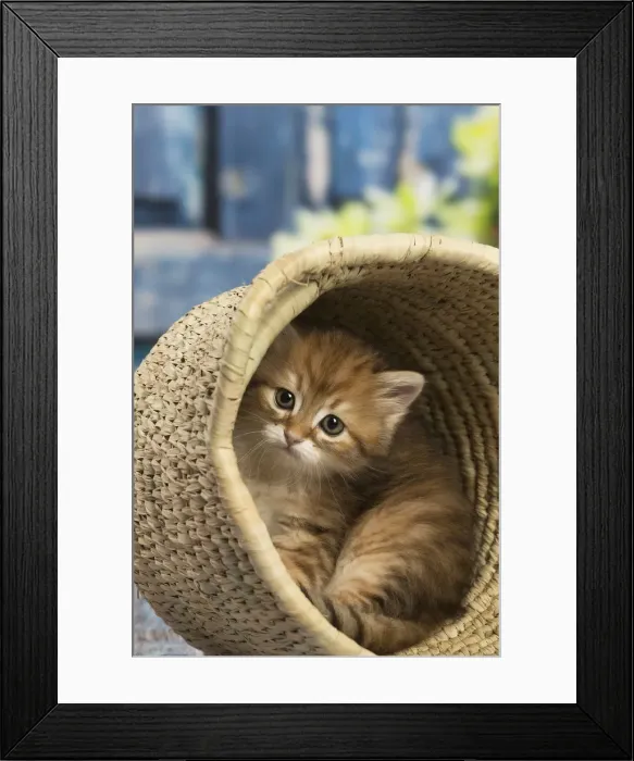Framed Print : Picture No. 12479064 Framed Print : Picture No. 12479064