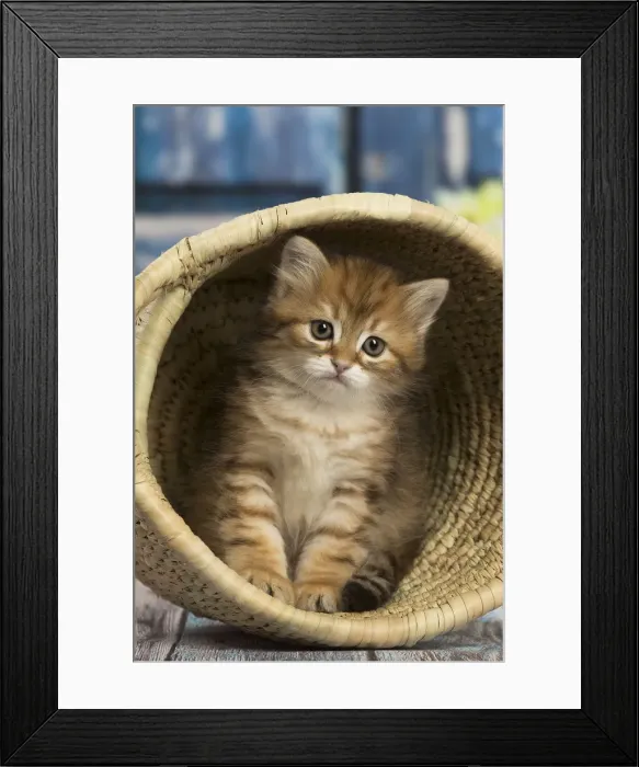 Framed Print : Picture No. 12479065 Framed Print : Picture No. 12479065
