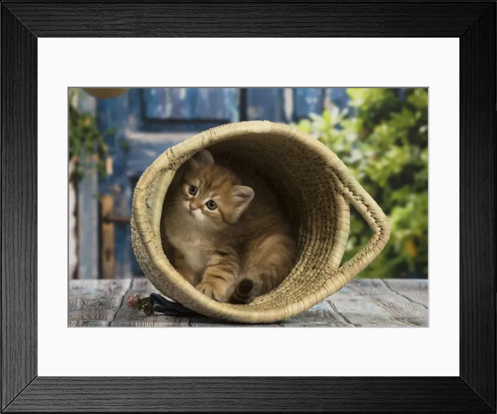 Framed Print : Picture No. 12479066 Framed Print : Picture No. 12479066