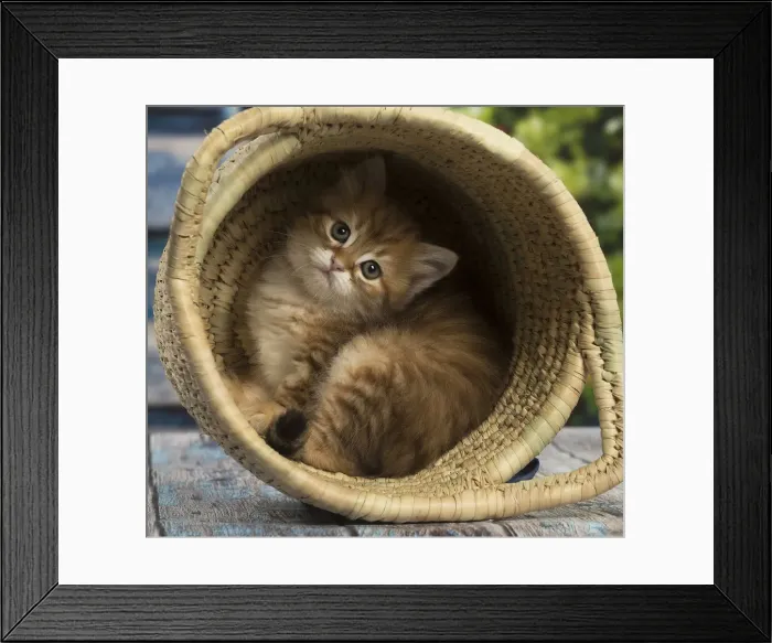 Framed Print : Picture No. 12479067 Framed Print : Picture No. 12479067