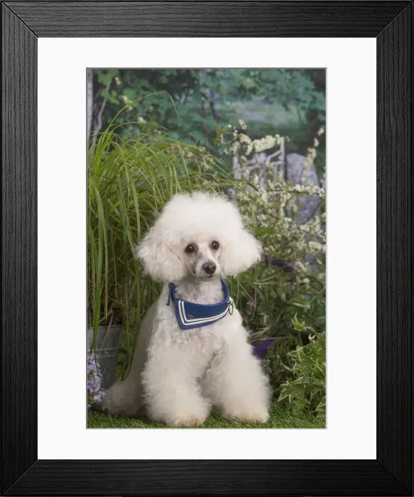 Framed Print : Picture No. 12479070 Framed Print : Picture No. 12479070