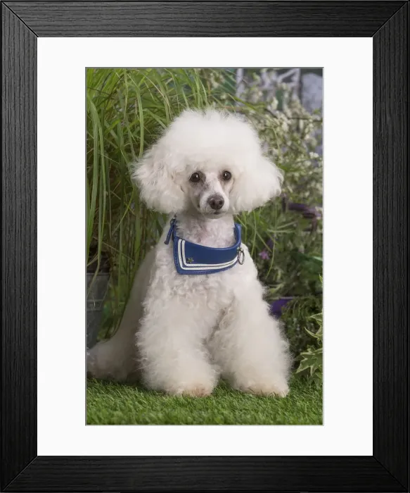 Framed Print : Picture No. 12479071 Framed Print : Picture No. 12479071