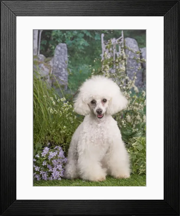 Framed Print : Picture No. 12479073 Framed Print : Picture No. 12479073