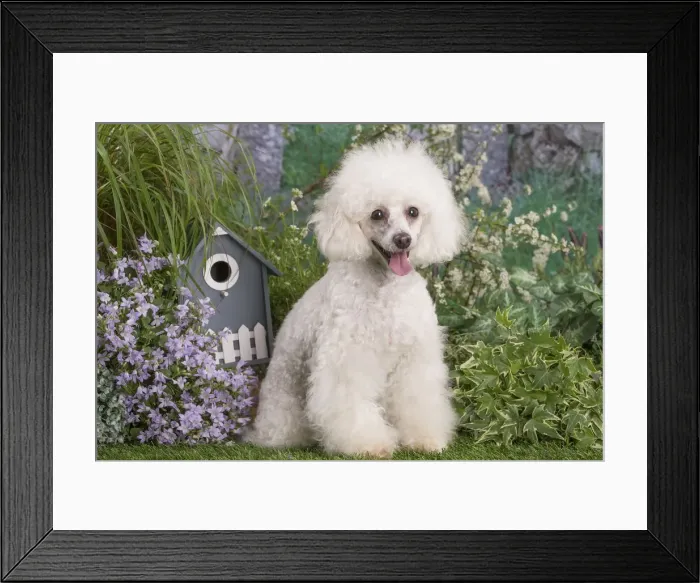 Framed Print : Picture No. 12479074 Framed Print : Picture No. 12479074