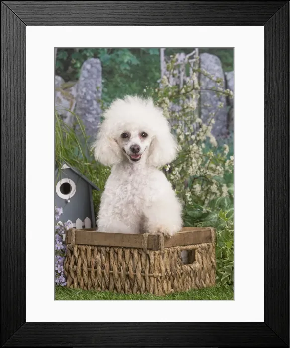 Framed Print : Picture No. 12479076 Framed Print : Picture No. 12479076