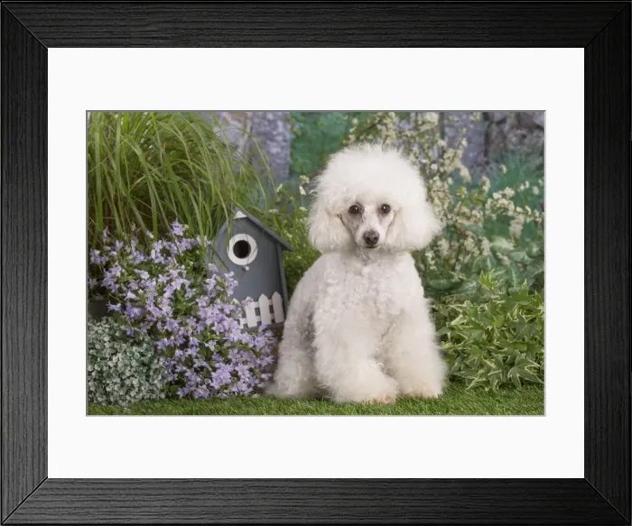 Framed Print : Picture No. 12479075 Framed Print : Picture No. 12479075