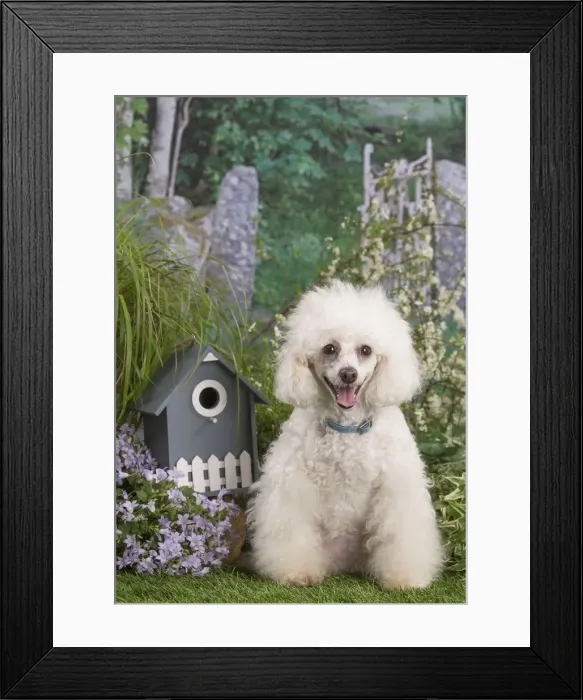 Framed Print : Picture No. 12479077 Framed Print : Picture No. 12479077