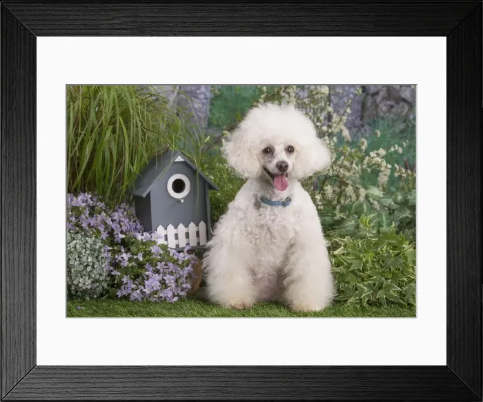 Framed Print : Picture No. 12479078 Framed Print : Picture No. 12479078