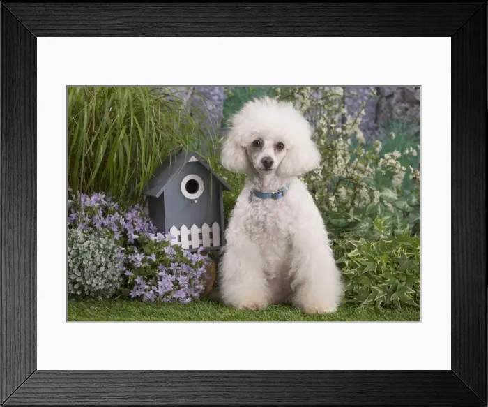 Framed Print : Picture No. 12479079 Framed Print : Picture No. 12479079