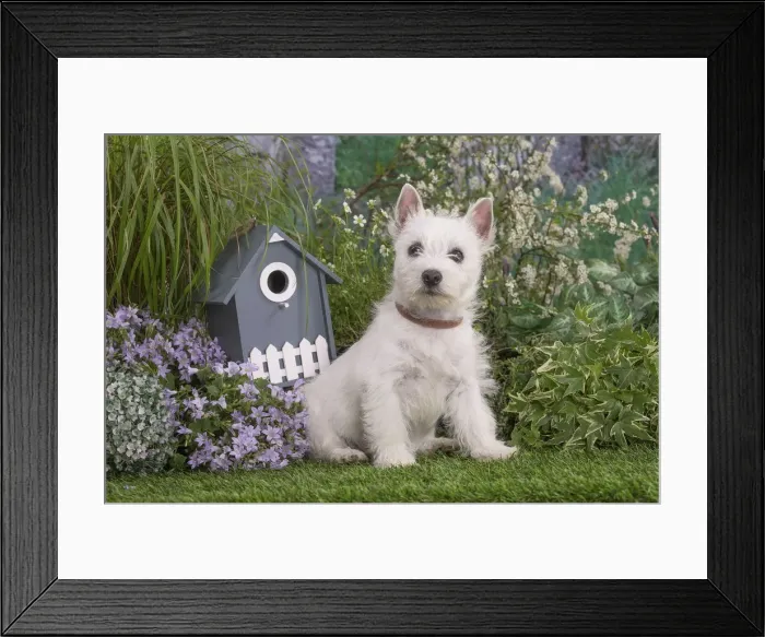 Framed Print : Picture No. 12479080 Framed Print : Picture No. 12479080