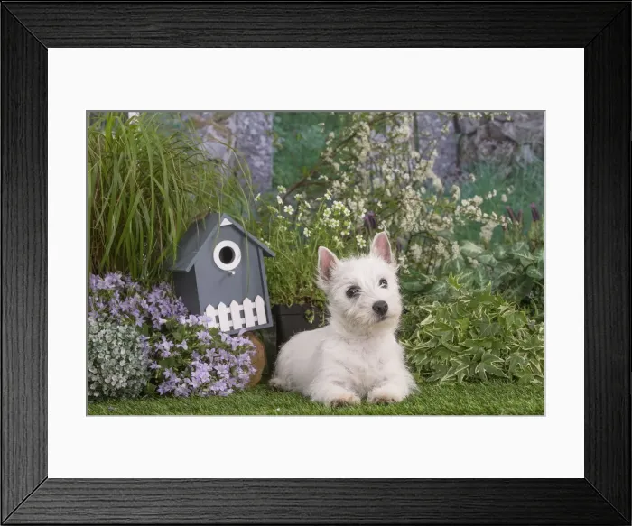 Framed Print : Picture No. 12479081 Framed Print : Picture No. 12479081