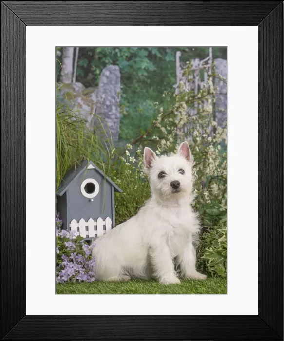Framed Print : Picture No. 12479082 Framed Print : Picture No. 12479082