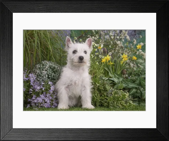 Framed Print : Picture No. 12479083 Framed Print : Picture No. 12479083