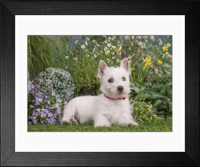 Framed Print : Picture No. 12479084