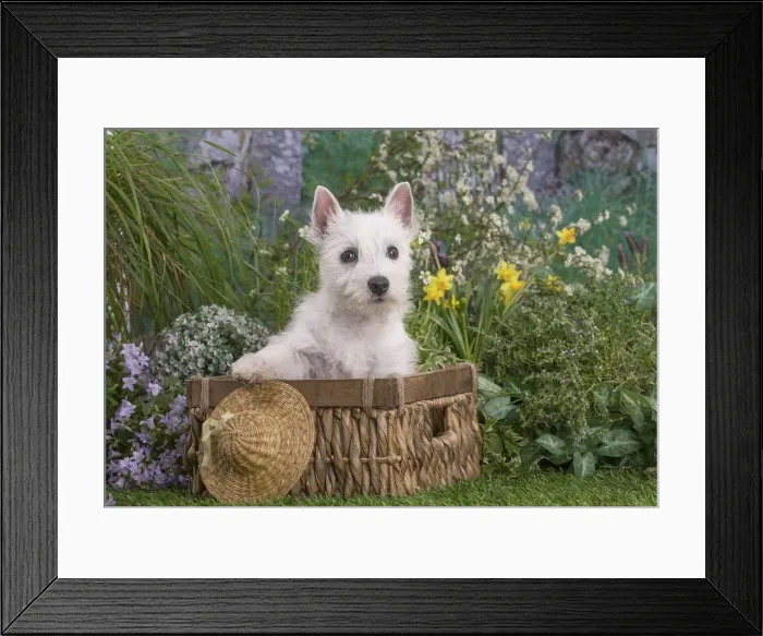 Framed Print : Picture No. 12479085 Framed Print : Picture No. 12479085