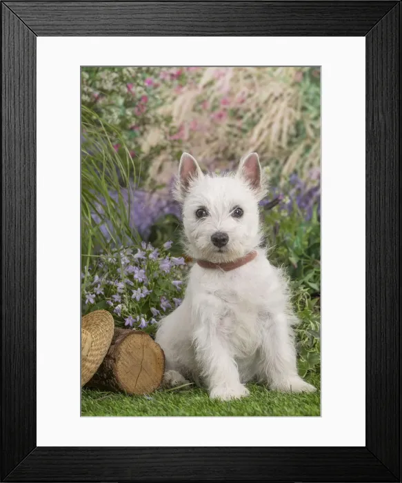 Framed Print : Picture No. 12479086 Framed Print : Picture No. 12479086