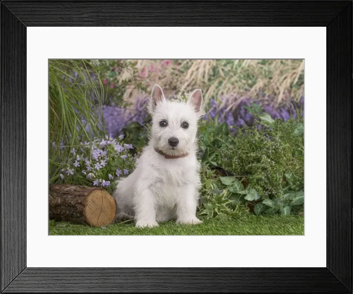 Framed Print : Picture No. 12479087 Framed Print : Picture No. 12479087