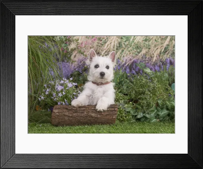 Framed Print : Picture No. 12479088 Framed Print : Picture No. 12479088