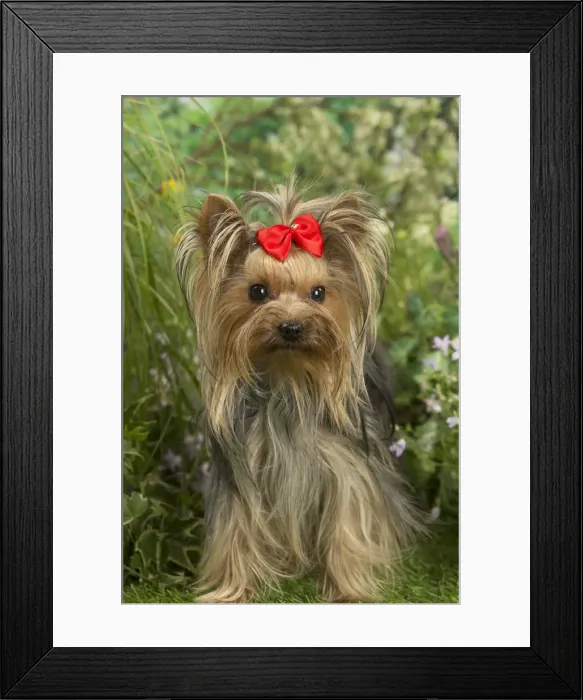 Framed Print : Picture No. 12479089 Framed Print : Picture No. 12479089