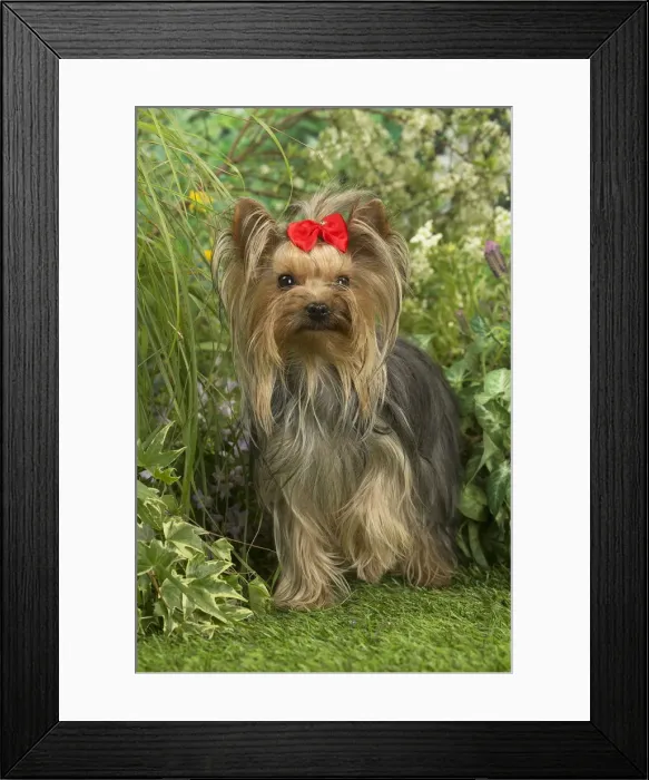Framed Print : Picture No. 12479090