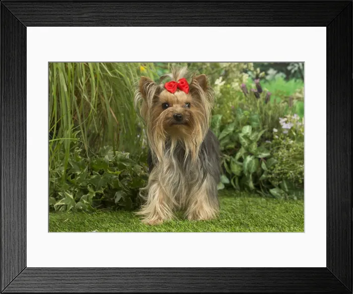 Framed Print : Picture No. 12479092