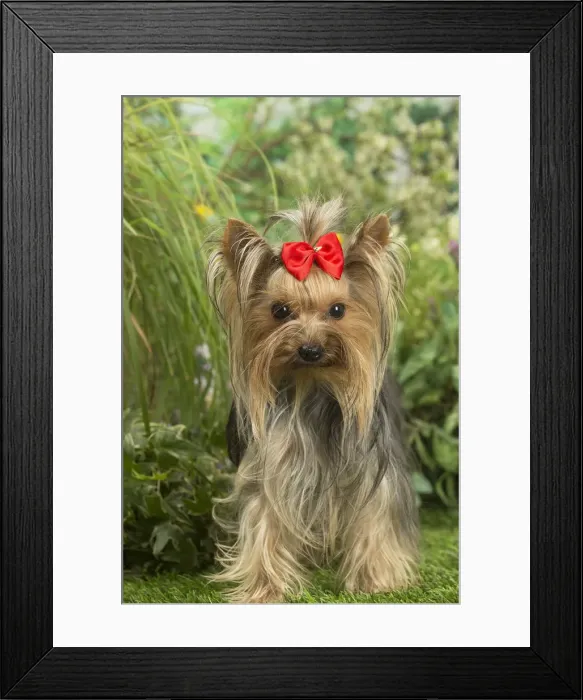 Framed Print : Picture No. 12479091 Framed Print : Picture No. 12479091