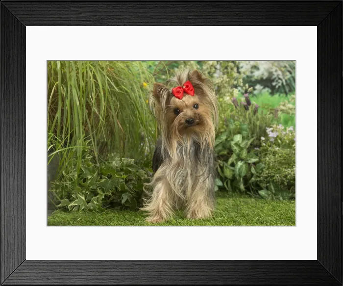 Framed Print : Picture No. 12479093 Framed Print : Picture No. 12479093