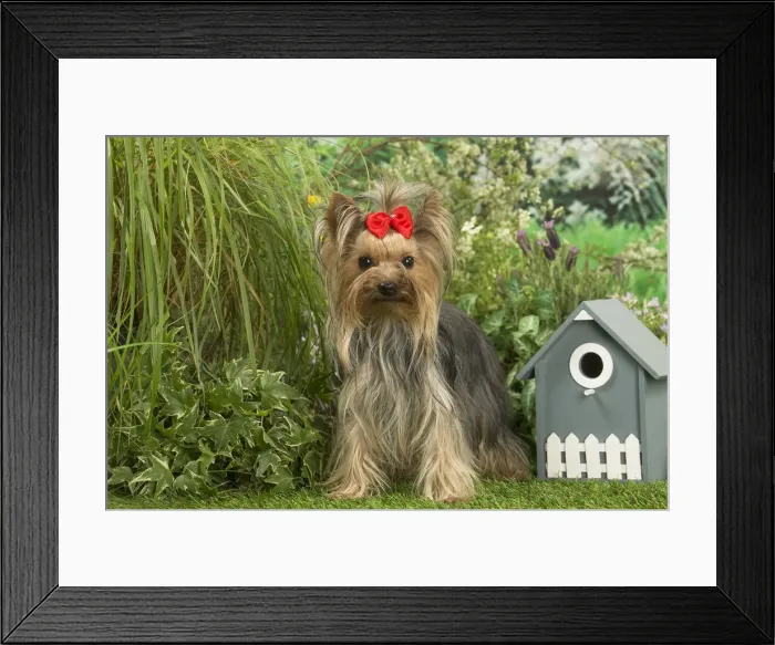Framed Print : Picture No. 12479094 Framed Print : Picture No. 12479094