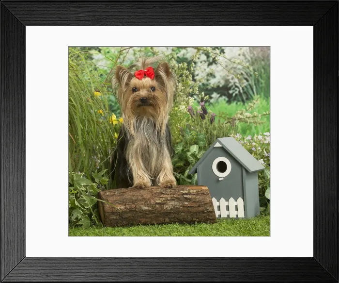 Framed Print : Picture No. 12479095 Framed Print : Picture No. 12479095