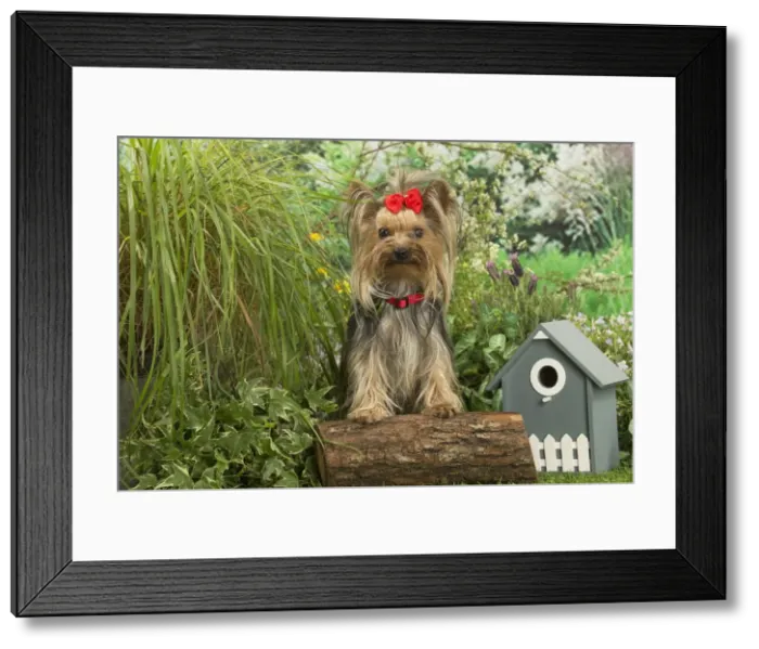 Framed Print : Picture No. 12479096 Framed Print : Picture No. 12479096