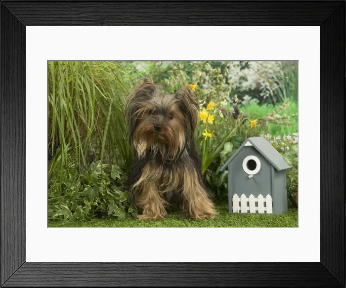 Framed Print : Picture No. 12479097