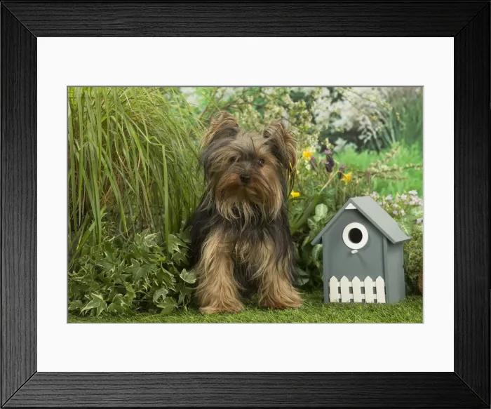 Framed Print : Picture No. 12479098