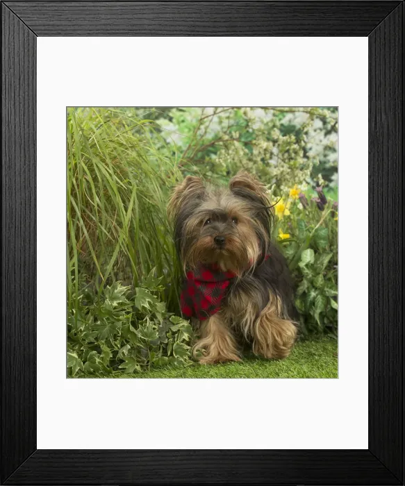 Framed Print : Picture No. 12479100 Framed Print : Picture No. 12479100
