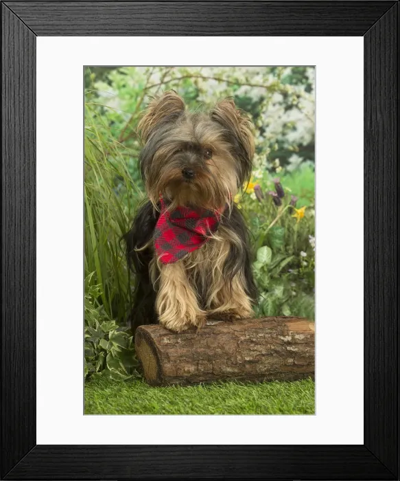 Framed Print : Picture No. 12479099 Framed Print : Picture No. 12479099