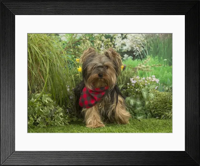 Framed Print : Picture No. 12479101 Framed Print : Picture No. 12479101