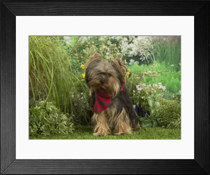 Framed Print : Picture No. 12479102