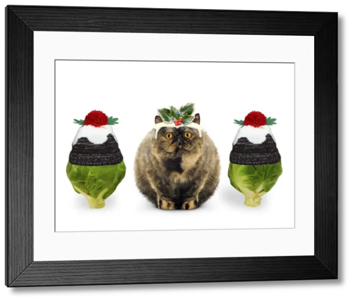 Framed Print : Picture No. 12479257