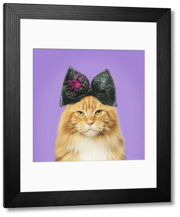 Framed Print : Picture No. 12479646