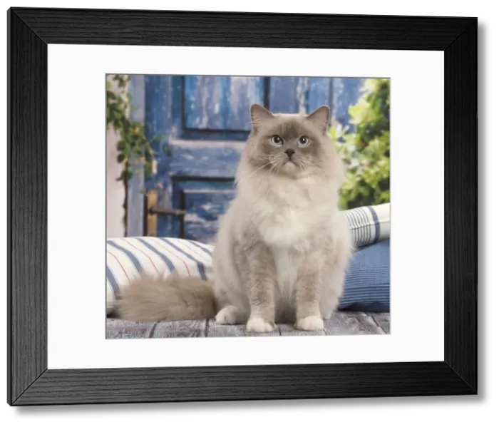 Framed Print : Picture No. 12479654 Framed Print : Picture No. 12479654