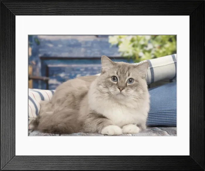 Framed Print : Picture No. 12479655 Framed Print : Picture No. 12479655