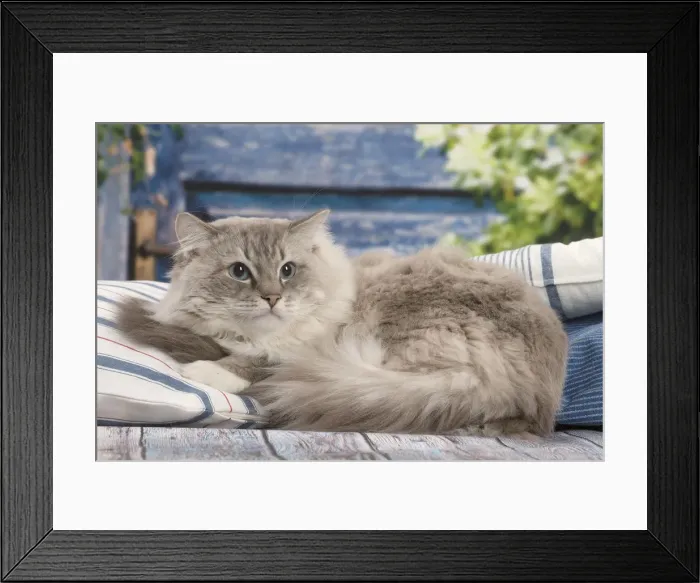 Framed Print : Picture No. 12479656 Framed Print : Picture No. 12479656