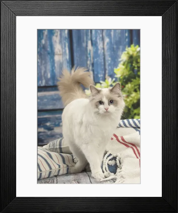 Framed Print : Picture No. 12479658
