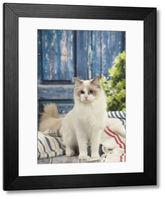 Framed Print : Picture No. 12479659 Framed Print : Picture No. 12479659