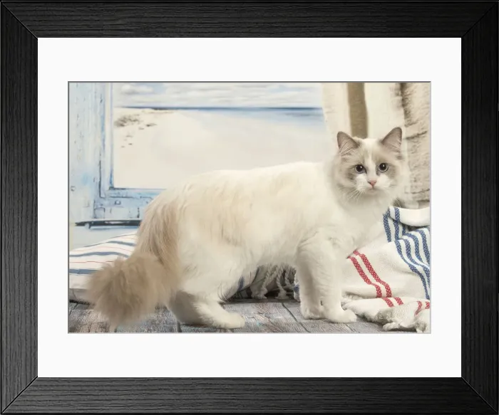 Framed Print : Picture No. 12479660 Framed Print : Picture No. 12479660
