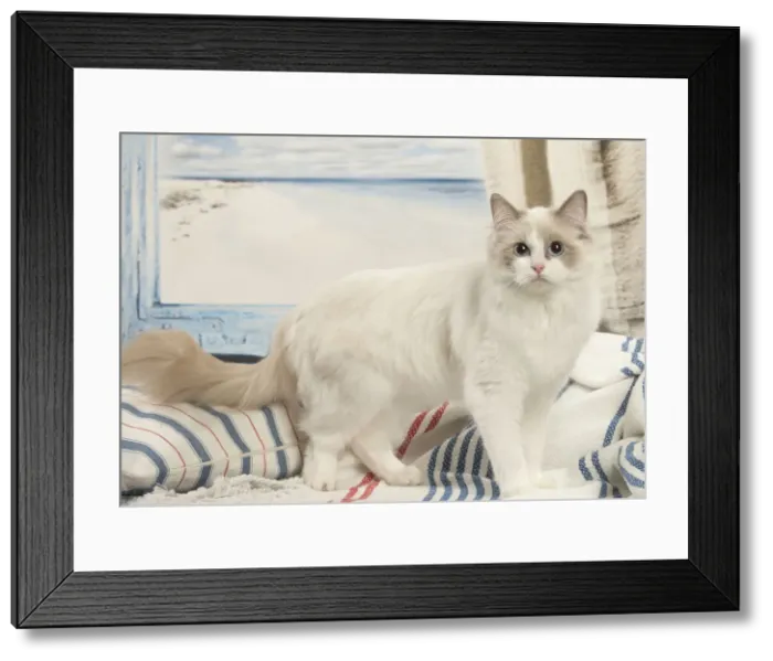 Framed Print : Picture No. 12479661 Framed Print : Picture No. 12479661