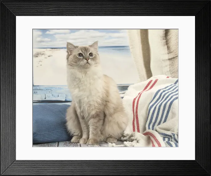 Framed Print : Picture No. 12479664 Framed Print : Picture No. 12479664
