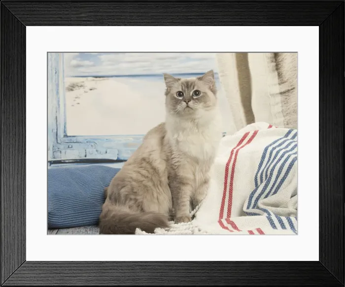 Framed Print : Picture No. 12479665 Framed Print : Picture No. 12479665