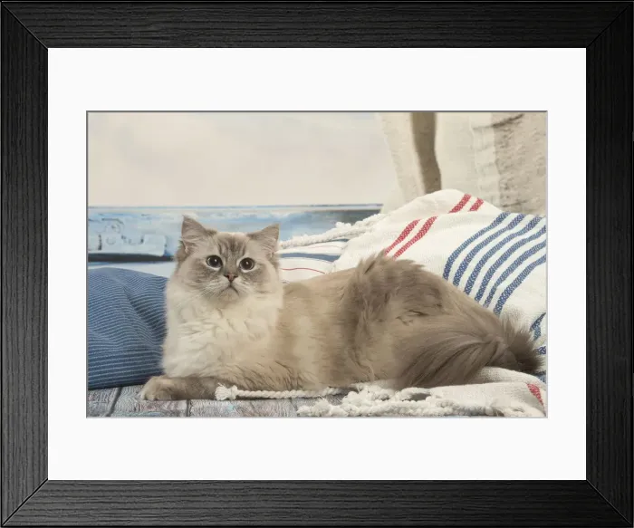 Framed Print : Picture No. 12479666 Framed Print : Picture No. 12479666