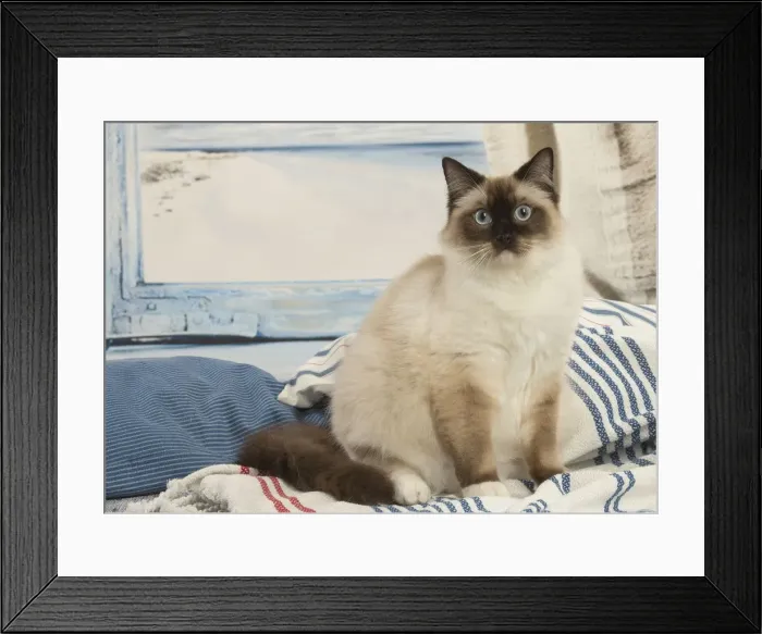 Framed Print : Picture No. 12479667 Framed Print : Picture No. 12479667